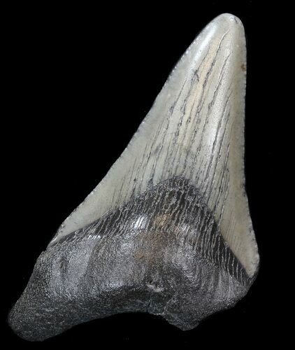 Bargain Megalodon Tooth - South Carolina #44558